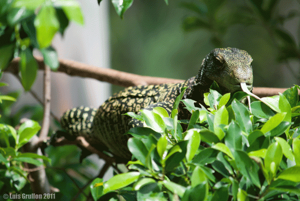 Monitor Lizard  © Luis Grullon 2012